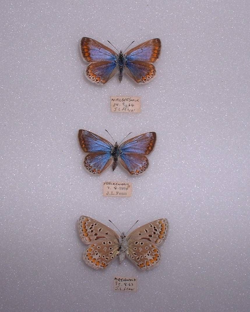 Polyommatus icarus female (Common blue two blue specimens and one verso aberration) Internet Image property of respective owner, non-commercial use only